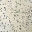 Εικόνα της Lamali PN469-3 Kaiyoko, 50x75cm