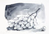 Picture of Schmincke Liquid Charcoal 3 x 5ml